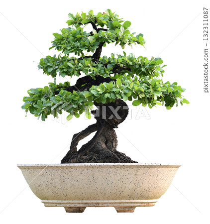 Small bonsai plants in pots are a hobby for decorating the garden isolated on white background Small bonsai plants in pots are a hobby for decorating the garden isolated on white background 132311087