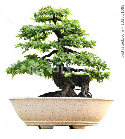 Small bonsai plants in pots are a hobby for decorating the garden isolated on white background 132311088