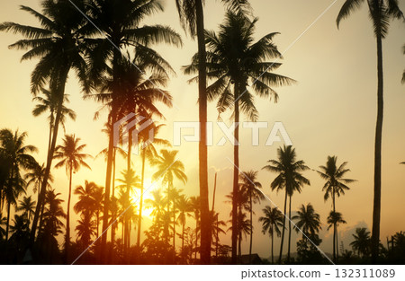 Silhouette of tall coconut trees with bright orange glow as sunrise or sunset background. 132311089