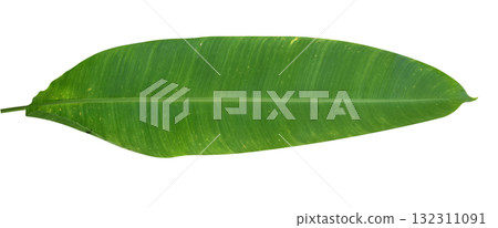 Heliconia leaf isolated on white background 132311091