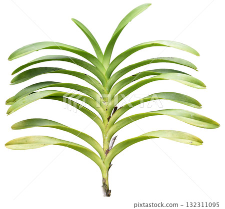 Orchid stems and leaves isolated on white background Orchid stems and leaves isolated on white background 132311095