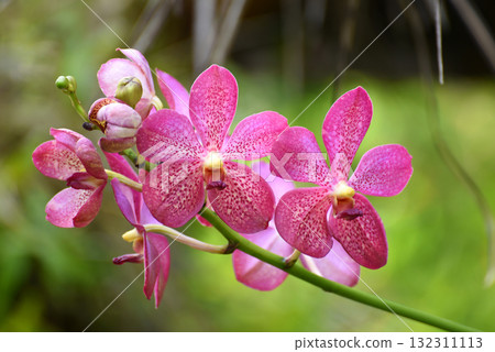A bouquet of pink orchids with white dots in the garden with blurry green nature background A bouquet of pink orchids with white dots in the garden with blurry green nature background 132311113