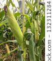 Corn cobs 132311284