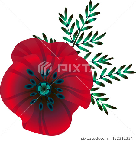 flowers bright red poppies, leaves and buds, vector illustration, 132311334