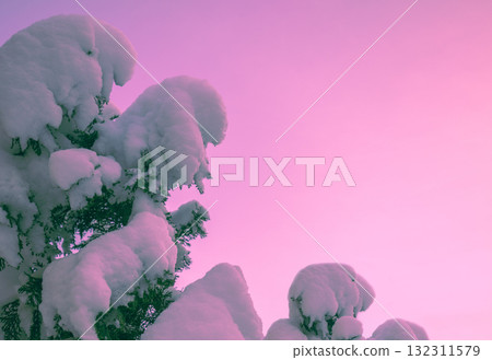 Spruce branches covered with snow on pink background. Christmas card Spruce branches covered with snow on pink background. Christmas card 132311579