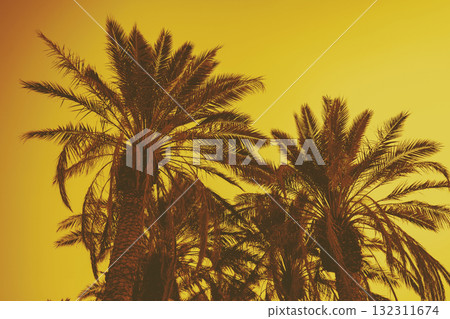 Palm leaves against the yellow sunset sky. Natural background 132311674