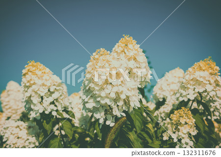 Blooming white hydrangea flowers against the blue sky 132311676