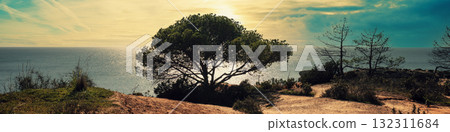 Pine tree on the rocky ocean shore at sunset. Horizontal banner Pine tree on the rocky ocean shore at sunset. Horizontal banner 132311684