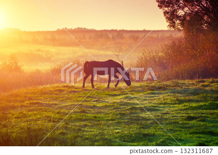 Rural landscape. Horse silhouette in the pasture on a foggy morning. Sunrise in the countryside 132311687