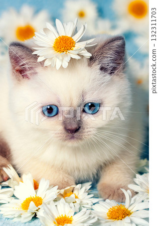 Cute little color point kitten sitting on chamomile flowers. Vertical image 132311703