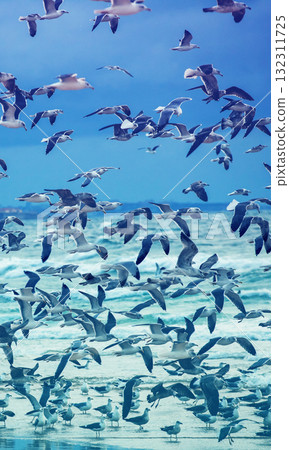 Seascape in the evening. Sunset over the sea. Seagulls flying on the beach. Atlantic Ocean in the evening. Vertical banner 132311725