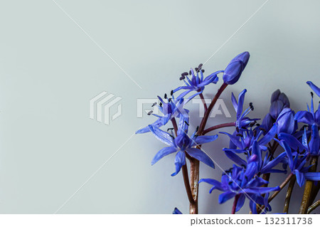 Flower design - floral border made of Scilla bifolia two-leaf squill or alpine squill isolated on white background with space for text. Spring decoration 132311738