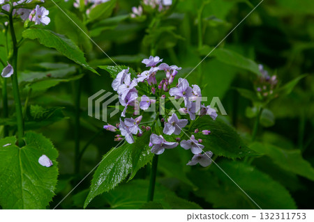 In spring, Lunaria rediviva blooms in the wild in the forest In spring, Lunaria rediviva blooms in the wild in the forest 132311753