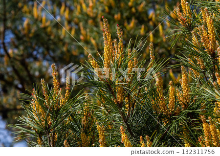 Selective focus of detail of ovoid and orange shoots of Pinus pinea and green needles with blurred background Selective focus of detail of ovoid and orange shoots of Pinus pinea and green needles with blurred background 132311756