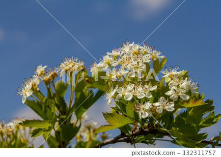 White Crataegus flowers close up in sunlight White Crataegus flowers close up in sunlight 132311757