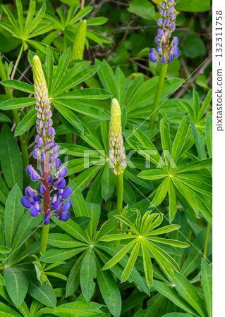 Lupinus, lupin, lupine field with pink purple and blue flowers 132311758