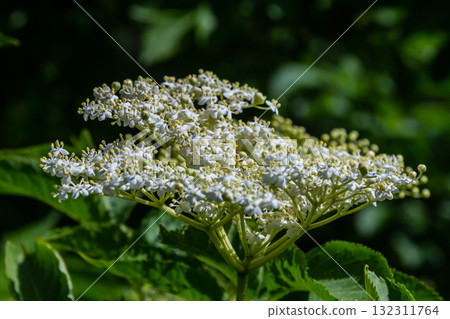 Flower buds and flowers of the Black Elder in spring, Sambucus nigra Flower buds and flowers of the Black Elder in spring, Sambucus nigra 132311764