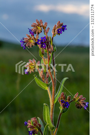 Anchusa officinalis, commonly known as the common bugloss or alkanet with green background Anchusa officinalis, commonly known as the common bugloss or alkanet with green background 132311774