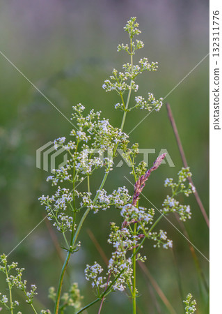 Beautiful blooming white bedstraw in June, galium album 132311776