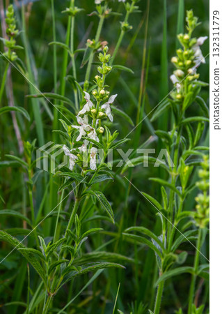 Flower stalk of the woundwort Stachys sp. in May 132311779