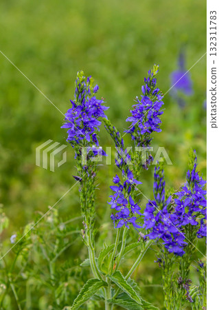 Veronica spicata spiked speedwell syn. Pseudolysimachion spicatum is a species of flowering plant in the family Plantaginaceae Veronica spicata spiked speedwell syn. Pseudolysimachion spicatum is a species of flowering plant in the family Plantaginaceae 132311783