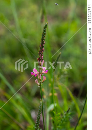 Onobrychis arenaria. Hungarian Sainfoin. Pink and green floral background. Delicate pink flowers in a sunny meadow Onobrychis arenaria. Hungarian Sainfoin. Pink and green floral background. Delicate pink flowers in a sunny meadow 132311784