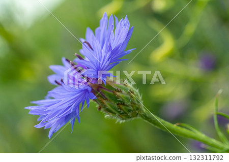 Centaurea cyanus is the common cornflower in our fields 132311792
