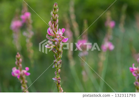 Onobrychis arenaria. Hungarian Sainfoin. Pink and green floral background. Delicate pink flowers in a sunny meadow Onobrychis arenaria. Hungarian Sainfoin. Pink and green floral background. Delicate pink flowers in a sunny meadow 132311793