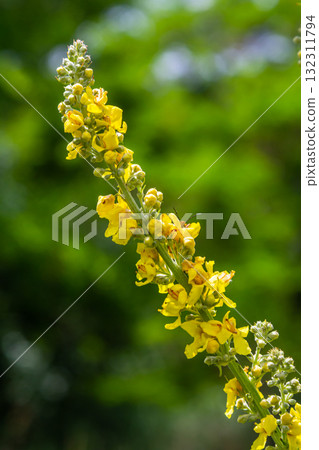 Common mullein - pale yellow flowers of verbascum nigrum plant, used as herb and medicine - growing in the medicinal garden Common mullein - pale yellow flowers of verbascum nigrum plant, used as herb and medicine - growing in the medicinal garden 132311794
