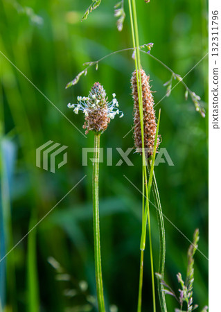 A close up of the wildflower Ribwort plantain, Plantago lanceolata 132311796