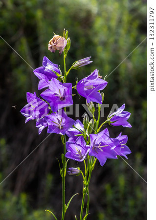 Photo of Campanula latifolia flower, broad-leaved bellflower, urple, botany forest meadow, spring flowering plant forest, nature macro photo 132311797