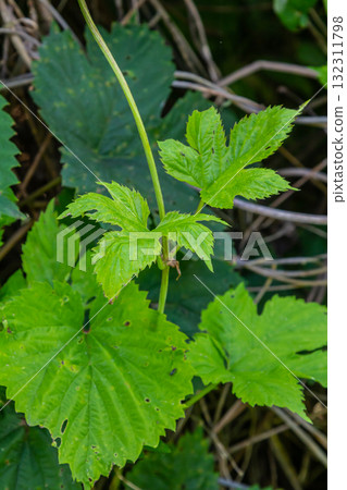 hop leaves. Humulus. green leaves of a climbing plant. natural autumn background, leaves close up. light, bright hop leaves. 132311798
