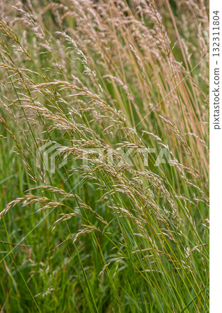 Poa trivialis rough bluegrass, rough-stalked meadow-grass or rough meadow-grass, is perennial plant regarded in US as ornamental plant. It is part of grass family Poa trivialis rough bluegrass, rough-stalked meadow-grass or rough meadow-grass, is perennial plant regarded in US as ornamental plant. It is part of grass family 132311804