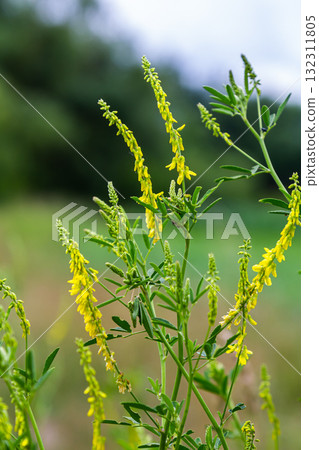 In the wild bloom Melilotus officinalis - honey, essential oil and medicinal plant In the wild bloom Melilotus officinalis - honey, essential oil and medicinal plant 132311805