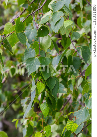 Detail of leafs and blossom of Betula pendula tree, silver birch 132311806