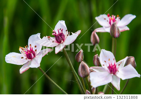 Photo butomus umbellatus flower burchardia, macro photo, forest water lily flower, summer spring, botany, background pink Photo butomus umbellatus flower burchardia, macro photo, forest water lily flower, summer spring, botany, background pink 132311808