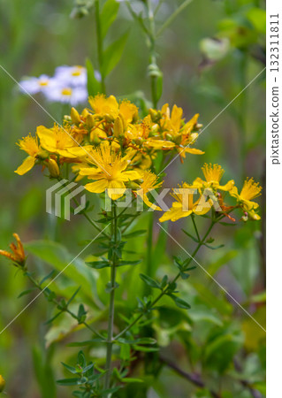 flowers of Saint Johns wort, Hypericum perforatum flowers of Saint Johns wort, Hypericum perforatum 132311811