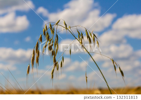 Fatua oatmeal. Stem, leaf and hanging ears of wild oats. Grasses Fatua oatmeal. Stem, leaf and hanging ears of wild oats. Grasses 132311813