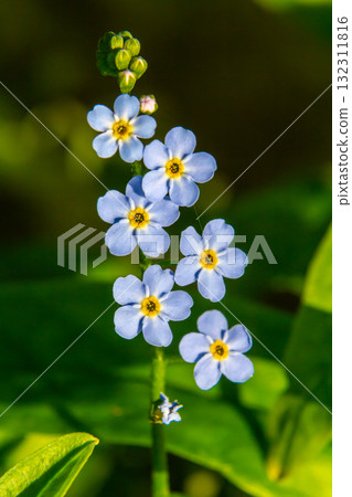 Myosotis scorpioides true or water forget me not. Turkish name Unutma beni cicegi Myosotis scorpioides true or water forget me not. Turkish name Unutma beni cicegi 132311816