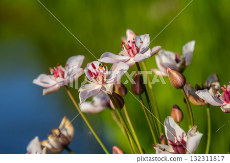Photo butomus umbellatus flower burchardia, macro photo, forest water lily flower, summer spring, botany, background pink Photo butomus umbellatus flower burchardia, macro photo, forest water lily flower, summer spring, botany, background pink 132311817