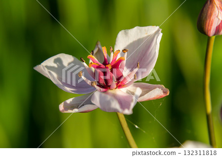 Photo butomus umbellatus flower burchardia, macro photo, forest water lily flower, summer spring, botany, background pink 132311818