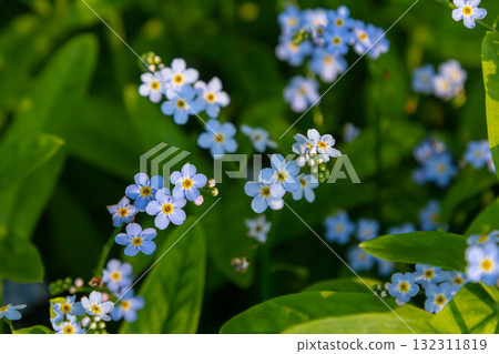 Myosotis scorpioides true or water forget me not. Turkish name Unutma beni cicegi Myosotis scorpioides true or water forget me not. Turkish name Unutma beni cicegi 132311819