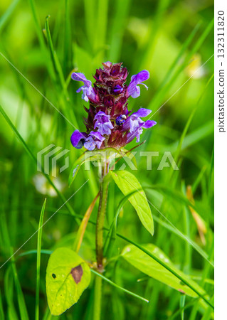 Prunella Vulgaris makro single natural flower, medicinal herbs nature background Prunella Vulgaris makro single natural flower, medicinal herbs nature background 132311820