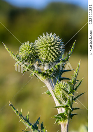 In the wild, the honey plant echinops sphaerocephalus blooms In the wild, the honey plant echinops sphaerocephalus blooms 132311821