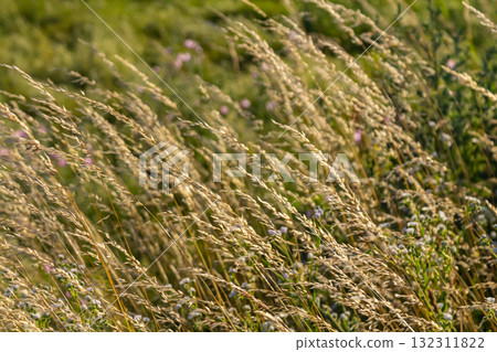Poa trivialis rough bluegrass, rough-stalked meadow-grass or rough meadow-grass, is perennial plant regarded in US as ornamental plant. It is part of grass family Poa trivialis rough bluegrass, rough-stalked meadow-grass or rough meadow-grass, is perennial plant regarded in US as ornamental plant. It is part of grass family 132311822