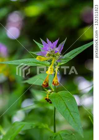 Wood cow-wheat, colorful meadow flower, detail of summer flower, Melampyrum nemorosum Wood cow-wheat, colorful meadow flower, detail of summer flower, Melampyrum nemorosum 132311823