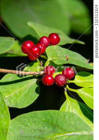 Festive Holiday Honeysuckle Branch with Red Berries Lonicera xylosteum 132311824