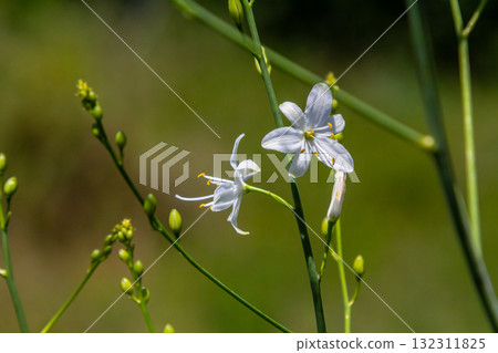 Fragile white and yellow flowers of Anthericum ramosum, star-shaped, growing in a meadow in the wild, blurred green background, warm colors, bright and sunny summer day 132311825