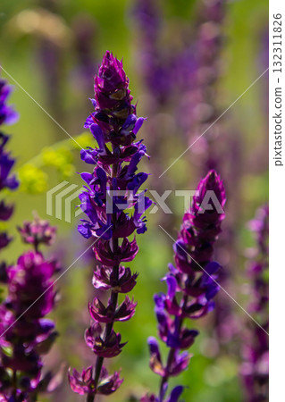 Salvia nemorosa, forest sage, beautiful bright color, violet blue flowers in bloom, muscadine flowering ornamental plants in the garden Salvia nemorosa, forest sage, beautiful bright color, violet blue flowers in bloom, muscadine flowering ornamental plants in the garden 132311826