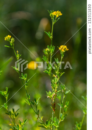Medicago falcata, plant species of the genus Medicago. It is native to much of Europe and Asia Medicago falcata, plant species of the genus Medicago. It is native to much of Europe and Asia 132311830